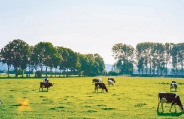 Belgische zuivel steeds duurzamer